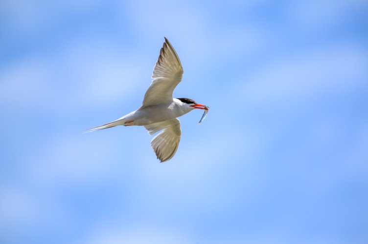 Common Tern