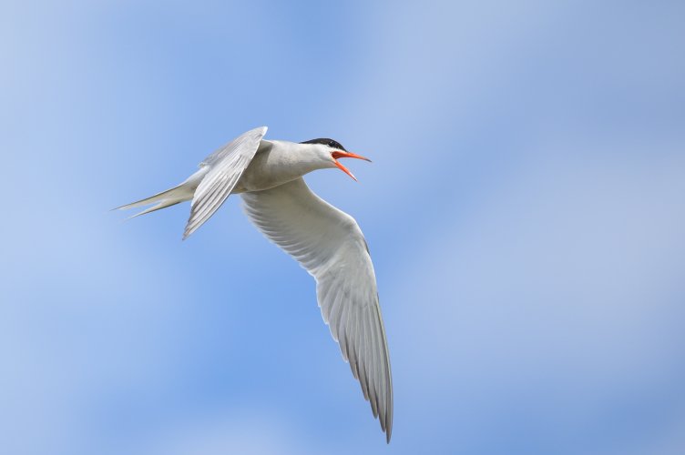 Common Tern