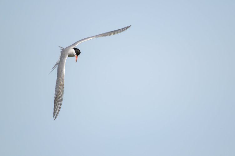 Common Tern