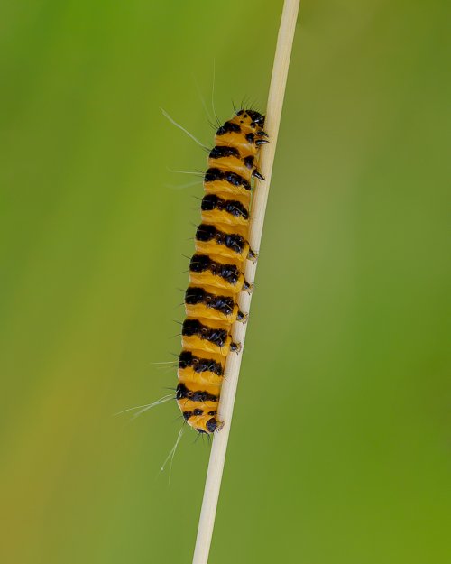 Cinnabar moth caterpillar