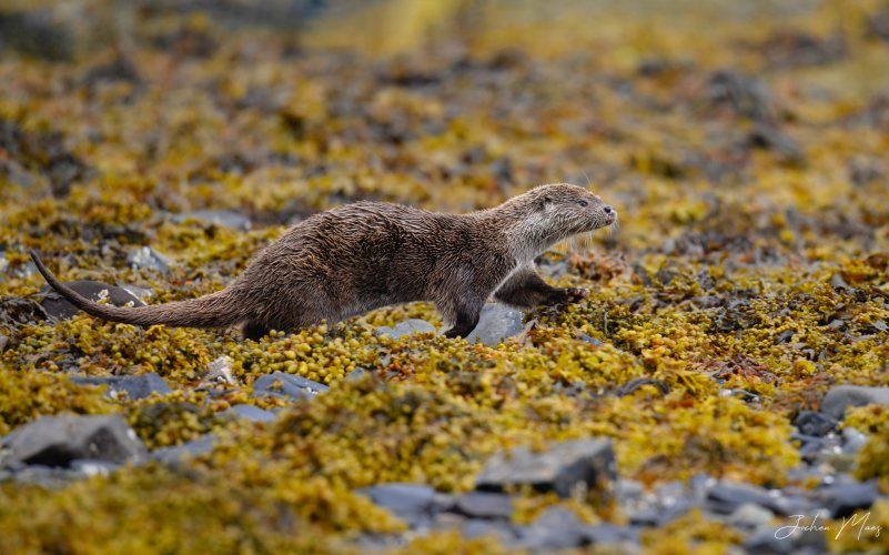 European otter on the hunt for breakfast.