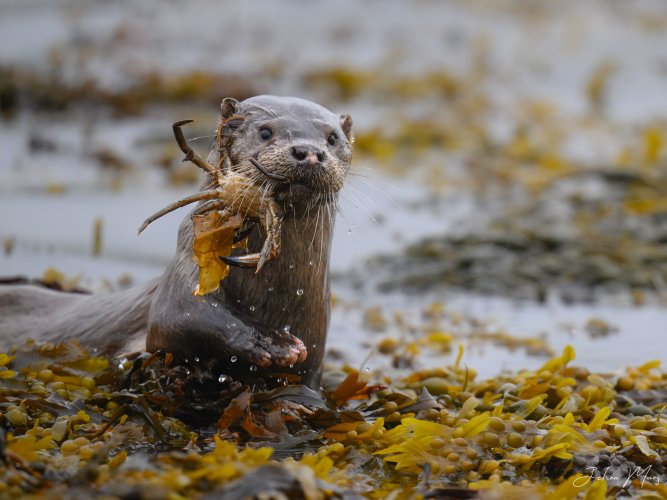 European otter on the hunt for breakfast.