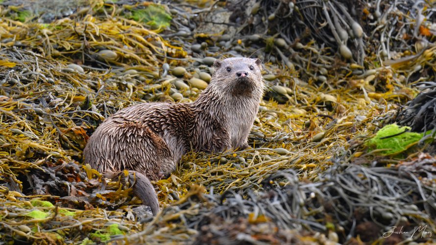 European otter on the hunt for breakfast.