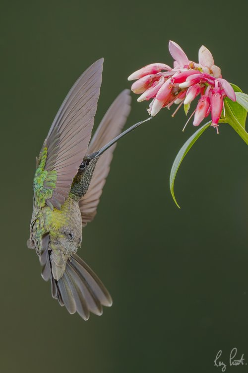 Magnificent Hummingbird in Costa Rica.