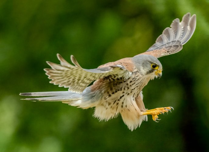 Common Kestrels