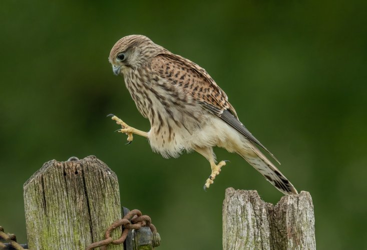 Common Kestrels