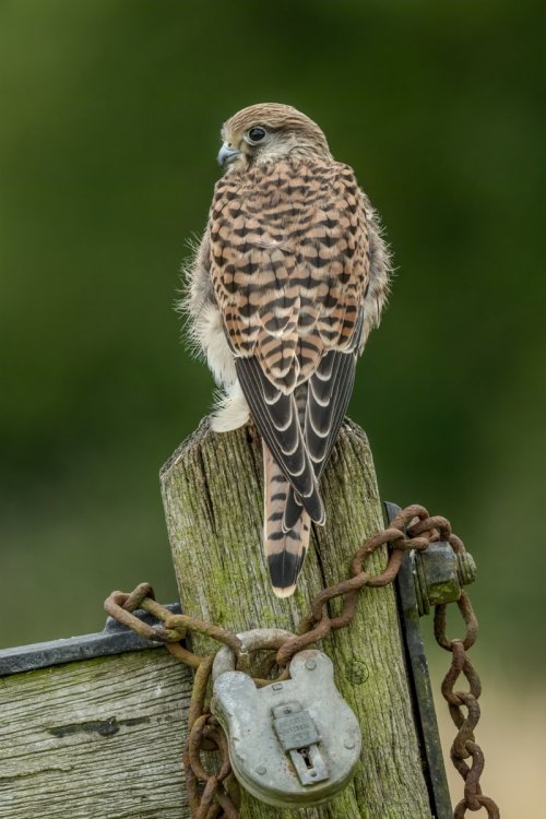 Common Kestrels