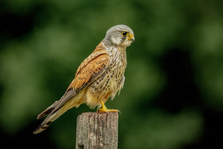 Common Kestrels