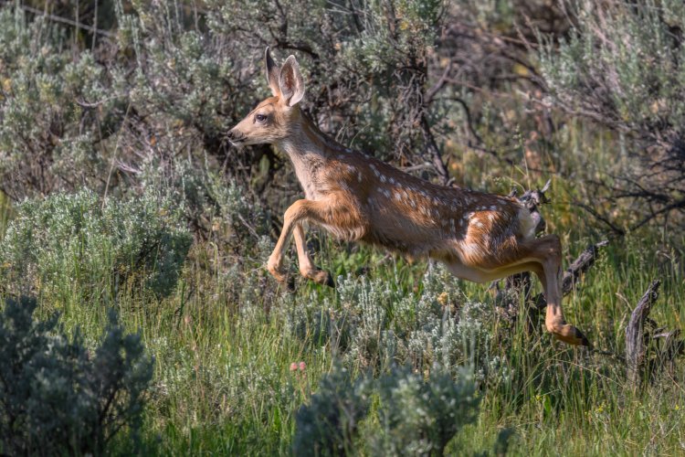 Muley Fawn