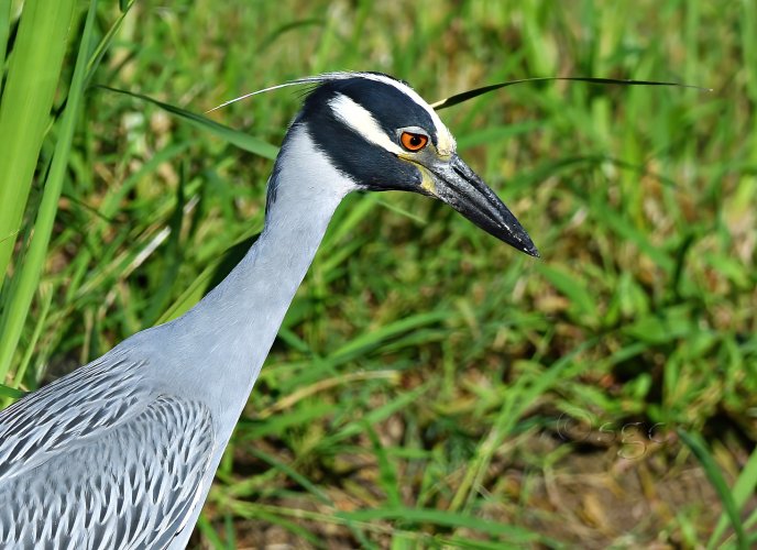 Yellow crowned night heron