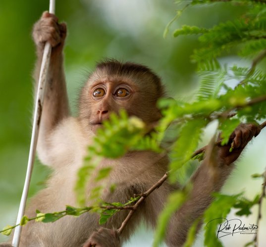 Monkeys in Cambodia 2024 Pedowitz 1.jpg