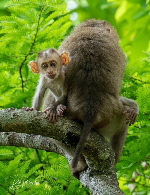 Monkeys in Cambodia 2024 Pedowitz 2.jpg