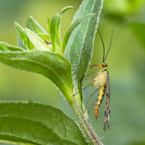 Panorpa fly