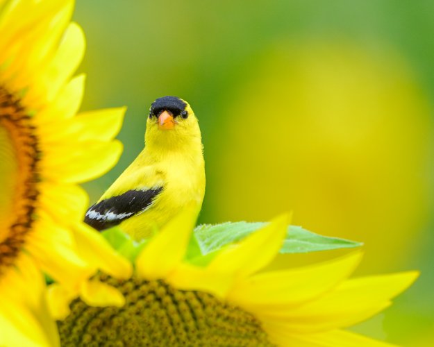 American Goldfinch Among Sunflowers