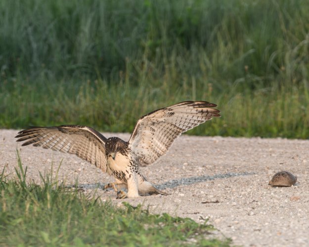 Red Tail - Unusual behavior - lots of images