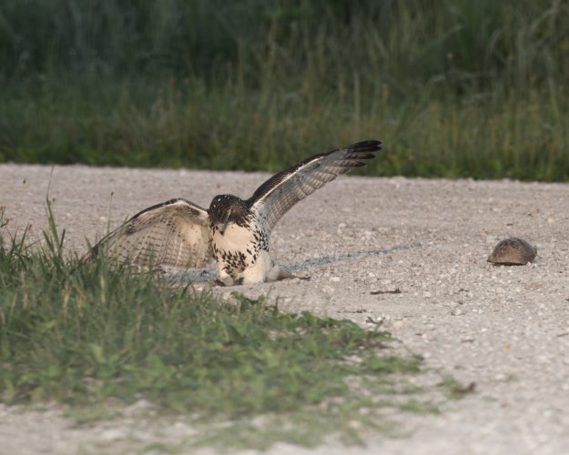 Red Tail - Unusual behavior - lots of images