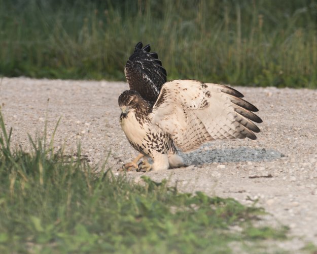 Red Tail - Unusual behavior - lots of images