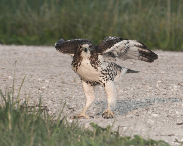 Red Tail - Unusual behavior - lots of images