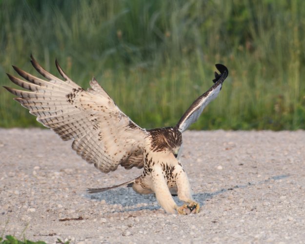 Red Tail - Unusual behavior - lots of images