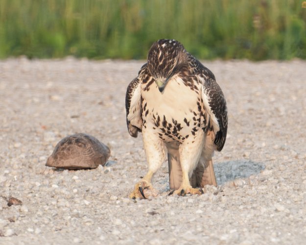 Red Tail - Unusual behavior - lots of images