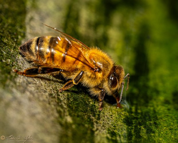 Honeybee Taking a Sip at the Fountain