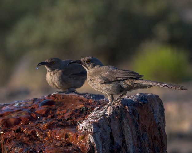 Thrashing Around - I could have sworn I saw a roadrunner - some auto capture fun