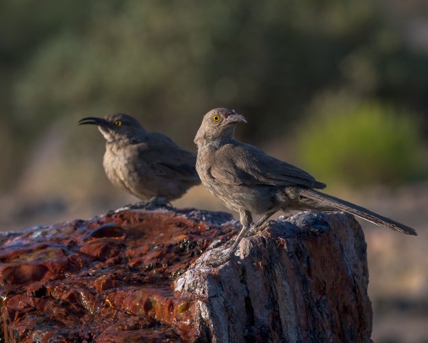 Thrashing Around - I could have sworn I saw a roadrunner - some auto capture fun