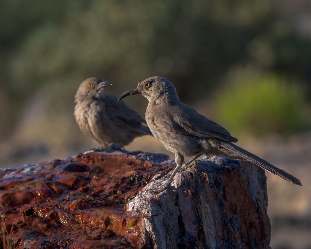 Thrashing Around - I could have sworn I saw a roadrunner - some auto capture fun