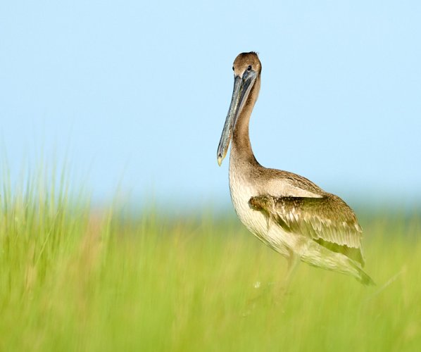 Pelicans at Tomkins Island, SC