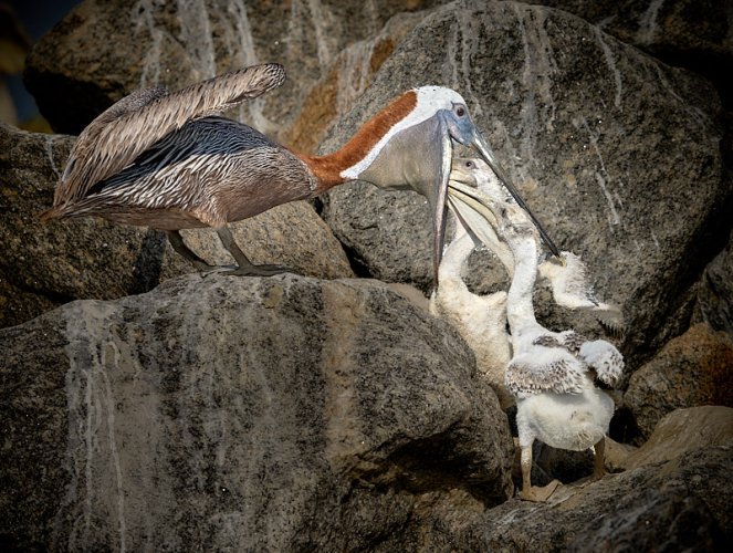 Pelicans at Tomkins Island, SC