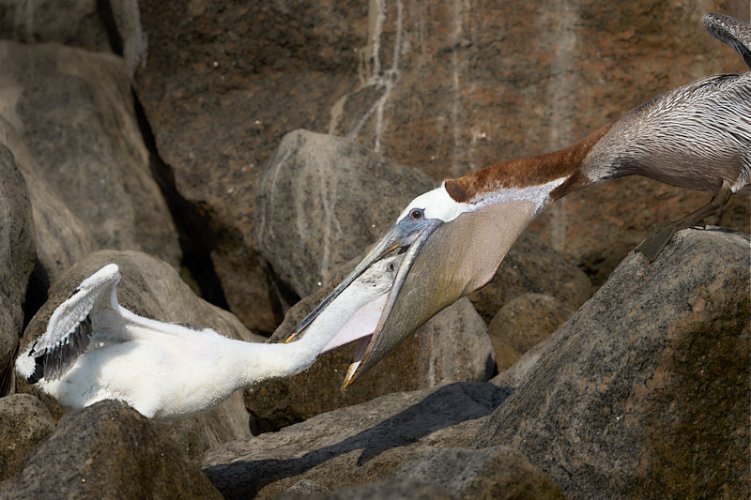 Pelicans at Tomkins Island, SC