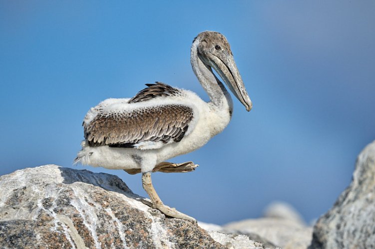 Pelicans at Tomkins Island, SC