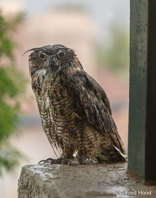 Owl on my balcony in the rain