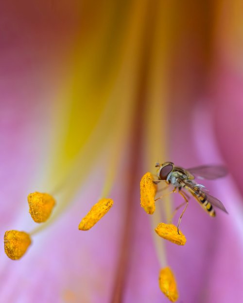 Hoverfly