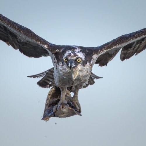 Osprey flyby with catch