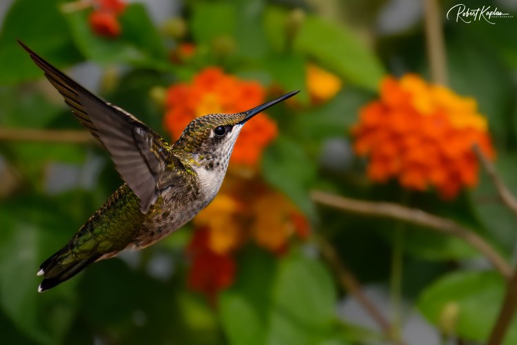 Hummingbird