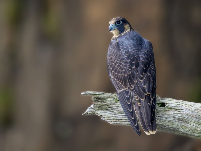 Juvenile Peregrine falcons