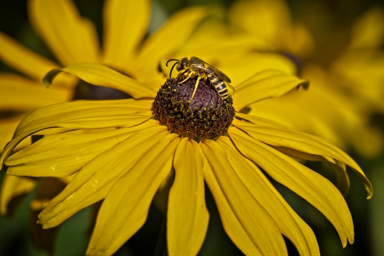 Great banded furrow-bee