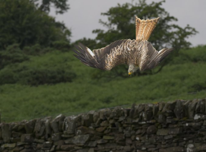 Red Kite