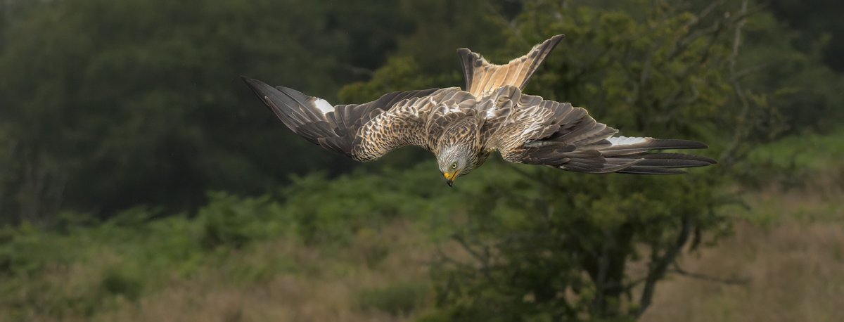 Red Kite