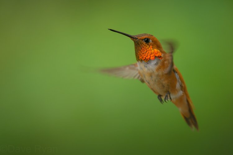 Rufous Hummingbird Portraits A Few Different Ways...