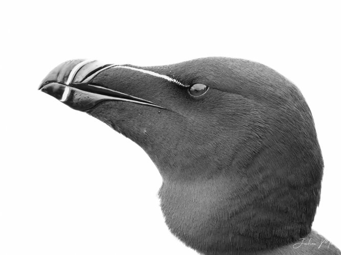 Razorbill (high-key portrait)