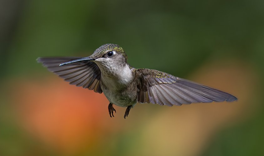 Beautiful morning ie not raining or sweltering humidity - And...happy to spend sometime outdoors with my feathered friends while they are still around