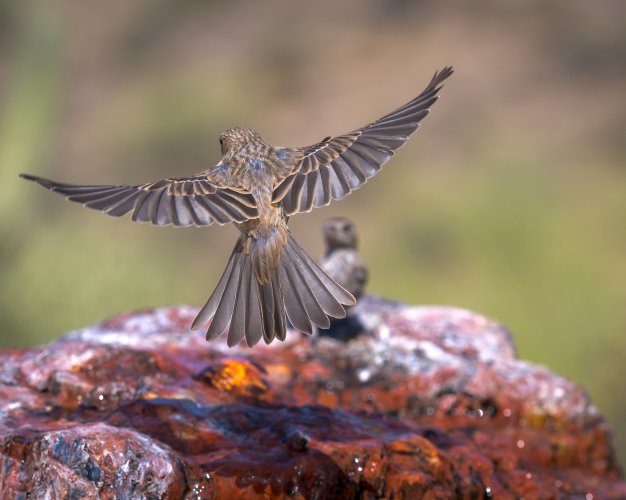 In the House of Finch Worship an Angel Appeared