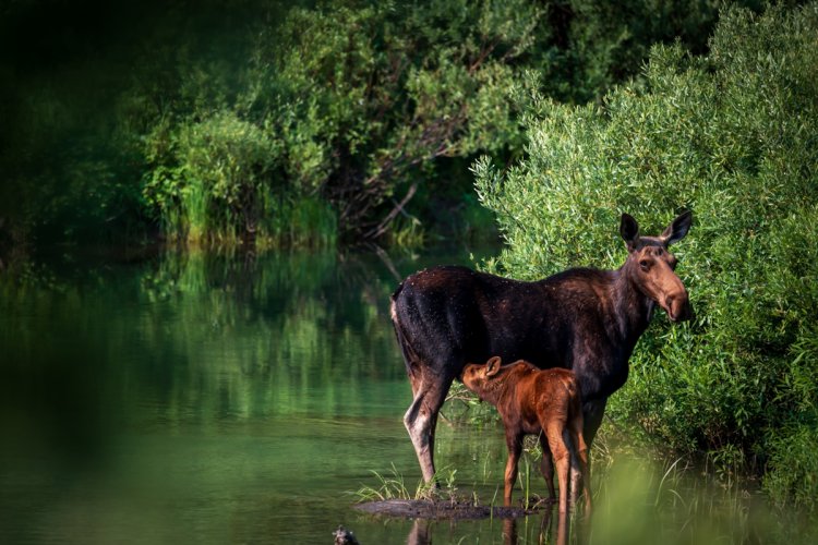 Grand Tetons - Black Bears and Moose