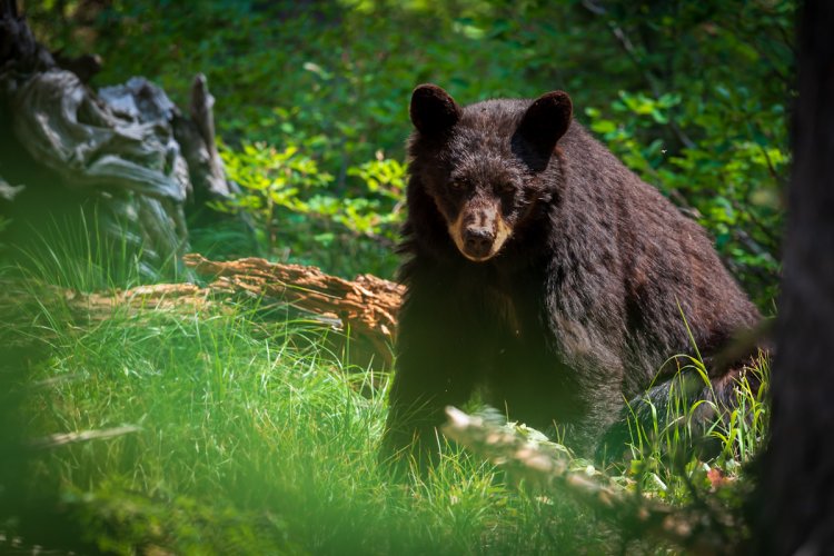 Grand Tetons - Black Bears and Moose