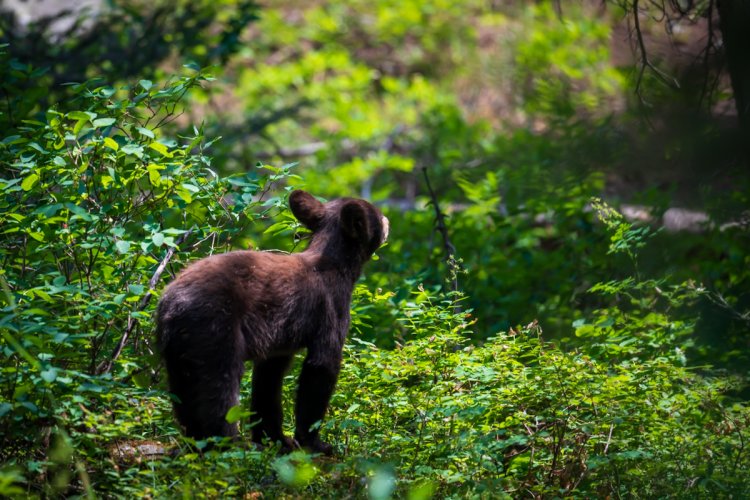 Grand Tetons - Black Bears and Moose