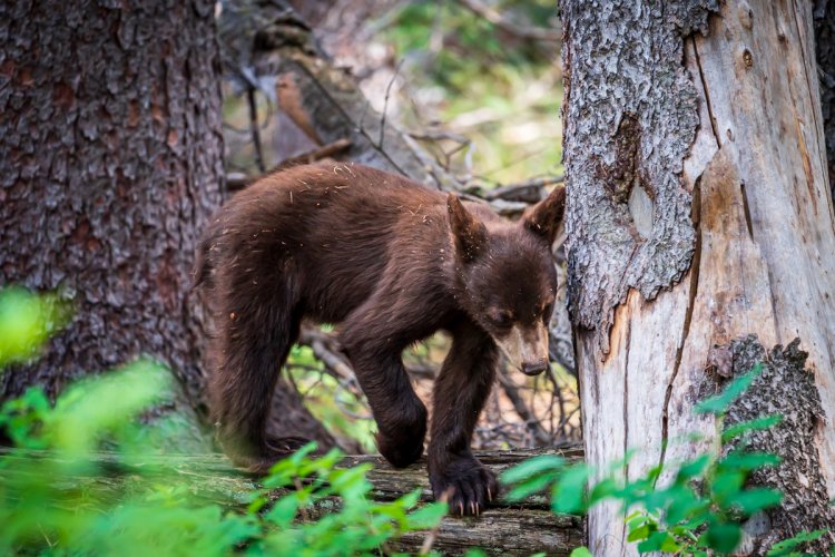 Grand Tetons - Black Bears and Moose