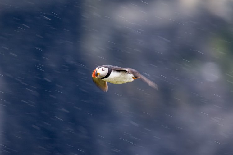 Into the rain. Atlantic Puffin