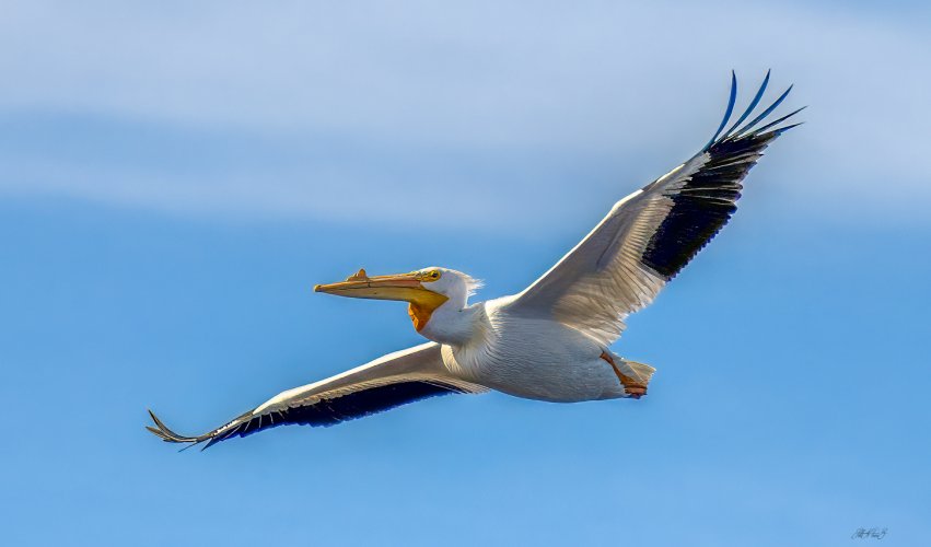 Birds in Flight -- Share your BIF Images